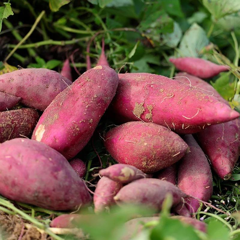 很多人纳闷，红薯亩产能达8000多斤，为啥成不了主粮？其实根本不是吃多放屁这么简