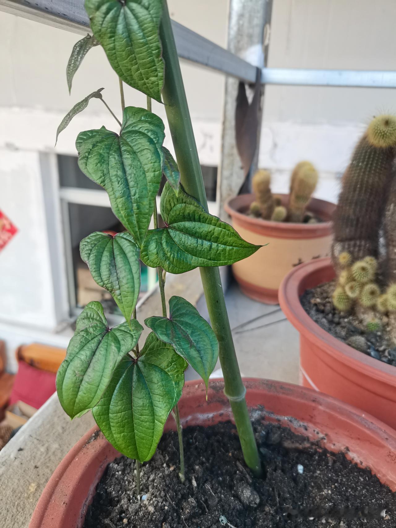 扦插长寿花的花盆里突然发出来一棵爬藤绿植。我觉得好看。就把几棵刚扦插的长寿花