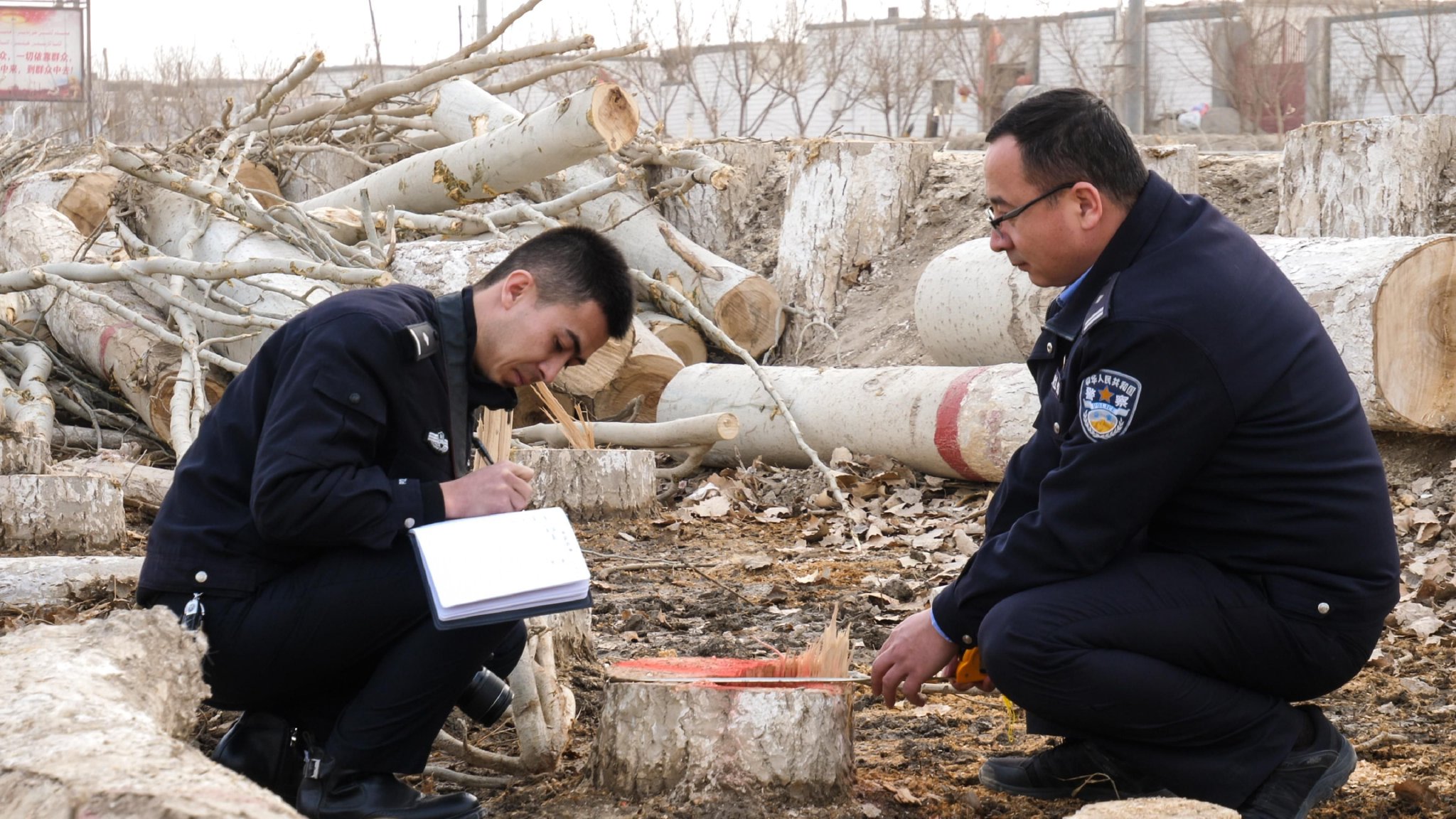 噪声扰民、滥伐林木 新疆新和县两部门联动查办