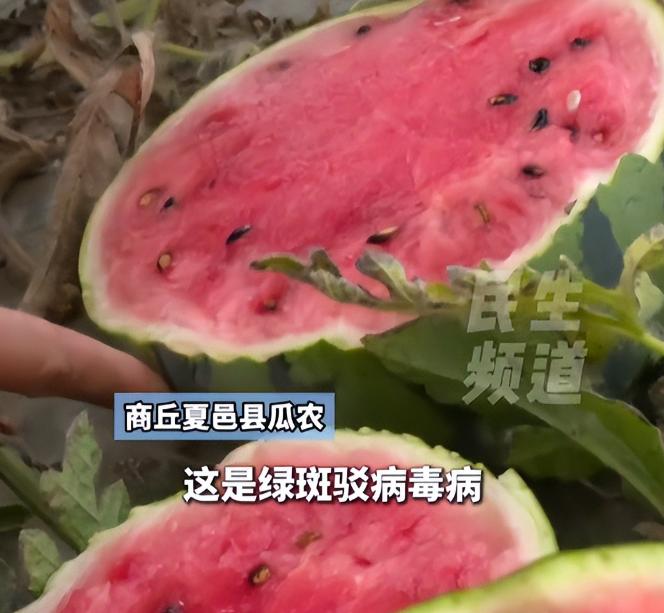 葫芦嫁接西瓜全烂后续：损失30万，瓜农含泪砸瓜，种苗方拒不认账 6月，山东潍