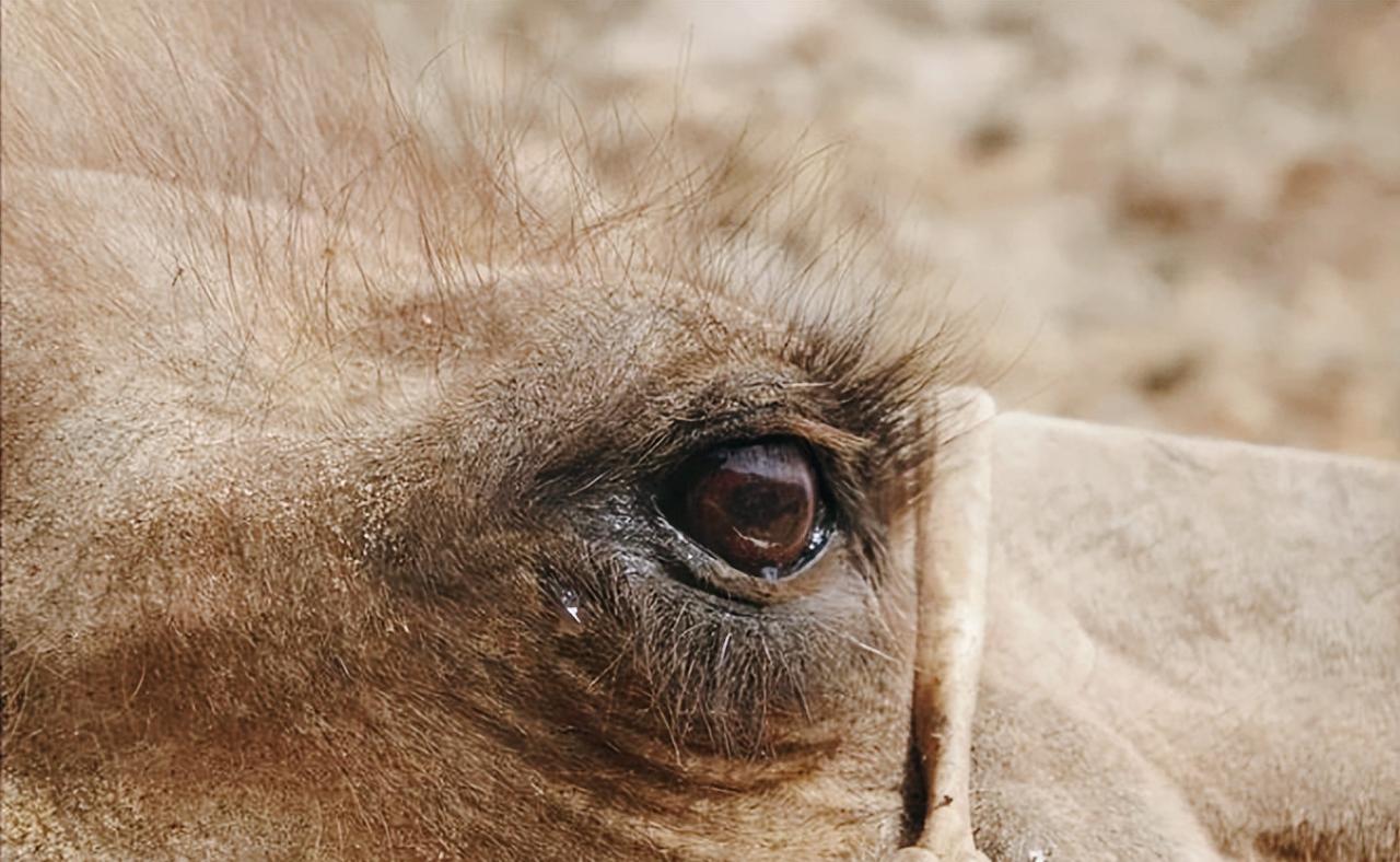 2020年，内蒙古一只老骆驼，竟独自穿行戈壁，跋涉100多公里回家！戈壁正午