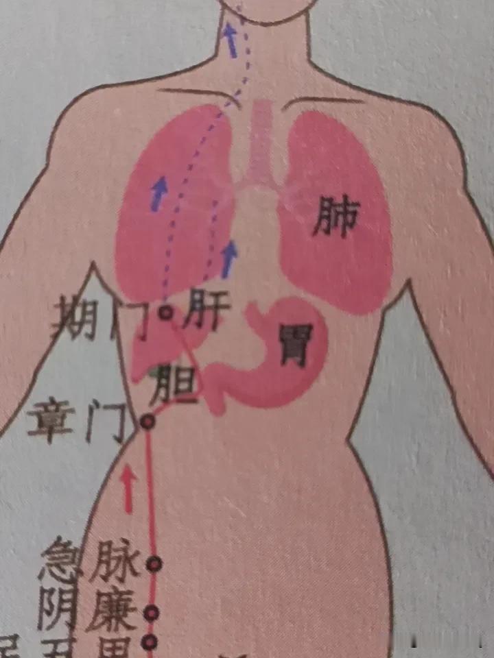 中医会不会逐渐被西医替代？答案肯定是不会。就拿老慢支来说，西医医院做雾化、吃抗