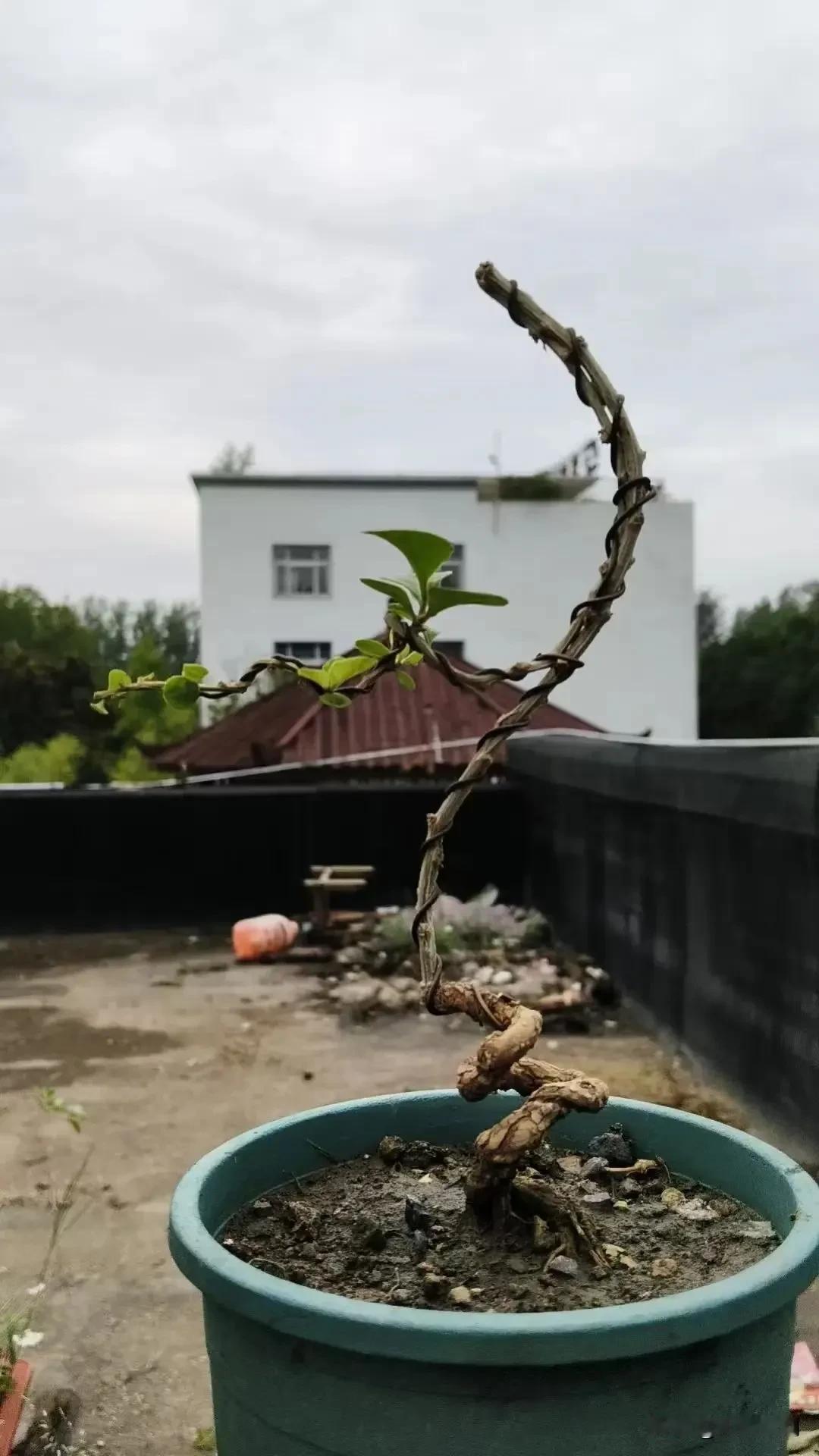养花带给的收获感是什么