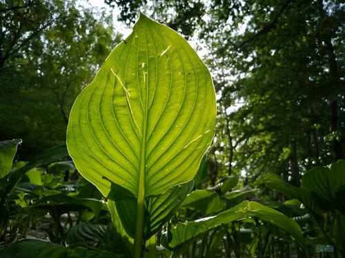 林间的土路上,随处都能看到这样一簇簇的阔叶植物,叶子大得像一把