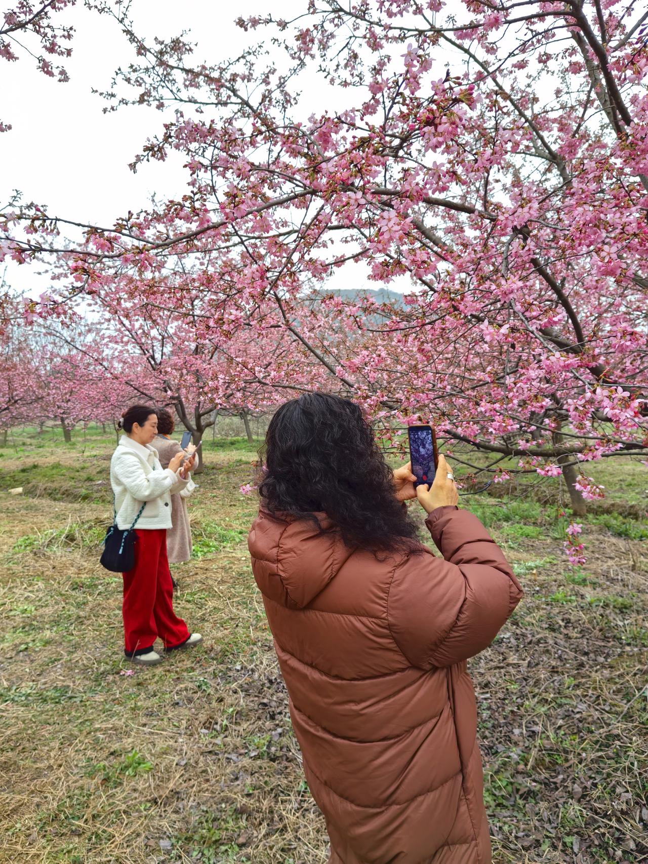 记录我的20262026年，我去了大冶沼山村赏桃花，那简直是一场春日的梦幻之旅
