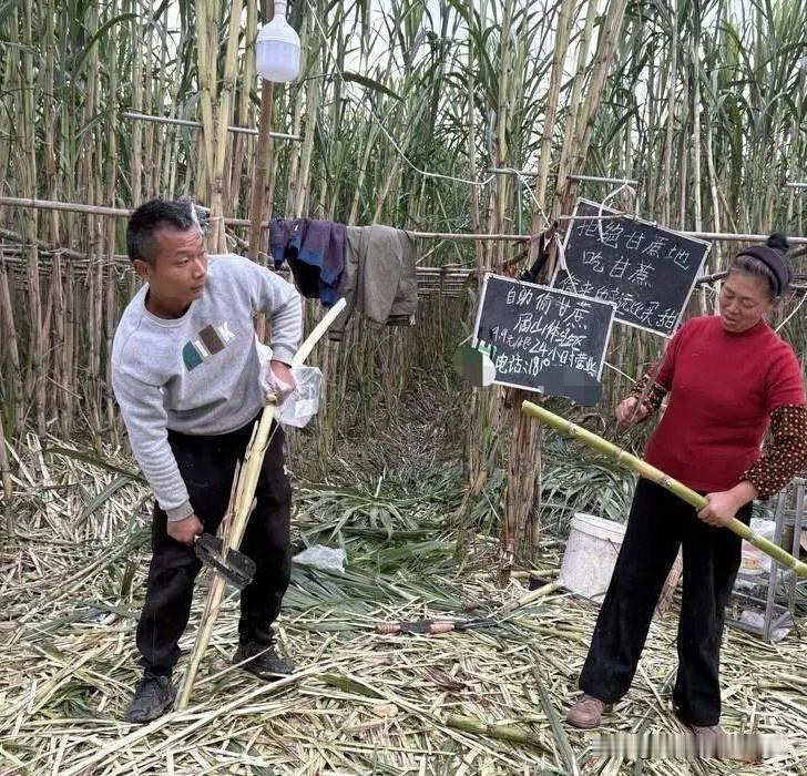 近日，四川眉山一家农场别出心裁推出的“自助偷甘蔗”游戏在网络爆火，每日吸引上千名