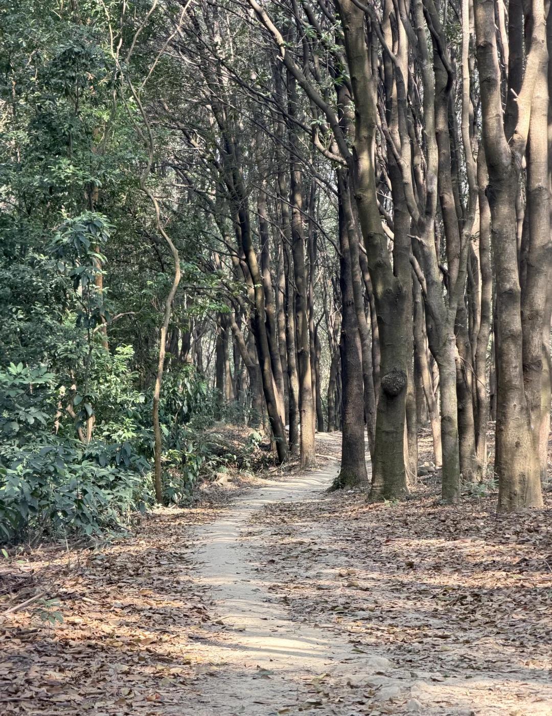 广州入门级徒步推荐|京溪生态公园小环线周末想爬山，想享受野外安静的感觉，又不想