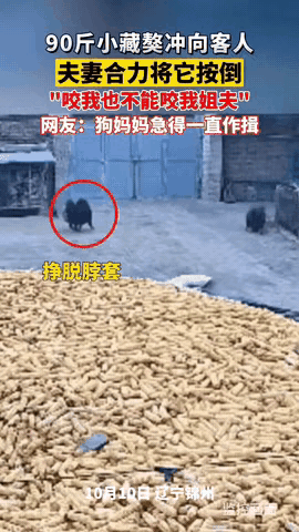 这夫妻的操作太圈粉了现在养狗这事儿争议可大了！有人把狗当宝，有人却因狗遭殃，