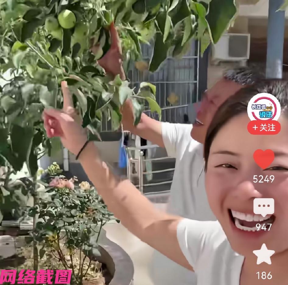 河南有男子在网上特意买了一颗车厘子树苗，希望栽种在自家院落里可以有丰收，当男子收