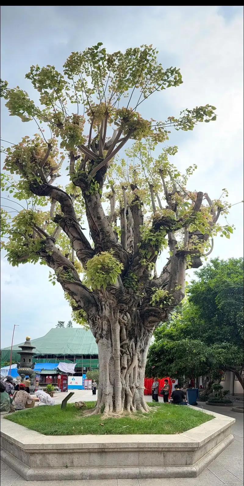 上联：一山一水一明月下联：一叶一树一菩提下联：三生三世三境界