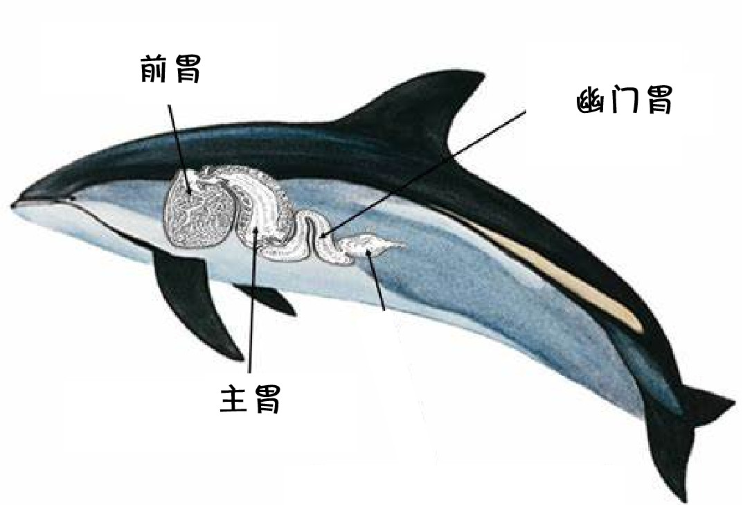 每天一条冷知识蓝鲸一天吃好几吨虾，但它们吃得还挺细，会给虾剥壳！不过不是用手