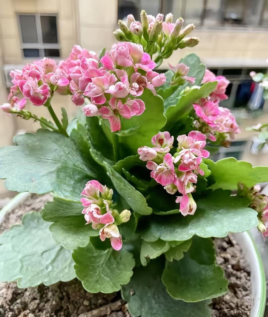 国考90万人弃考！三百万报名人数看着唬人，其实大半是用来制造焦虑的“泡沫”！