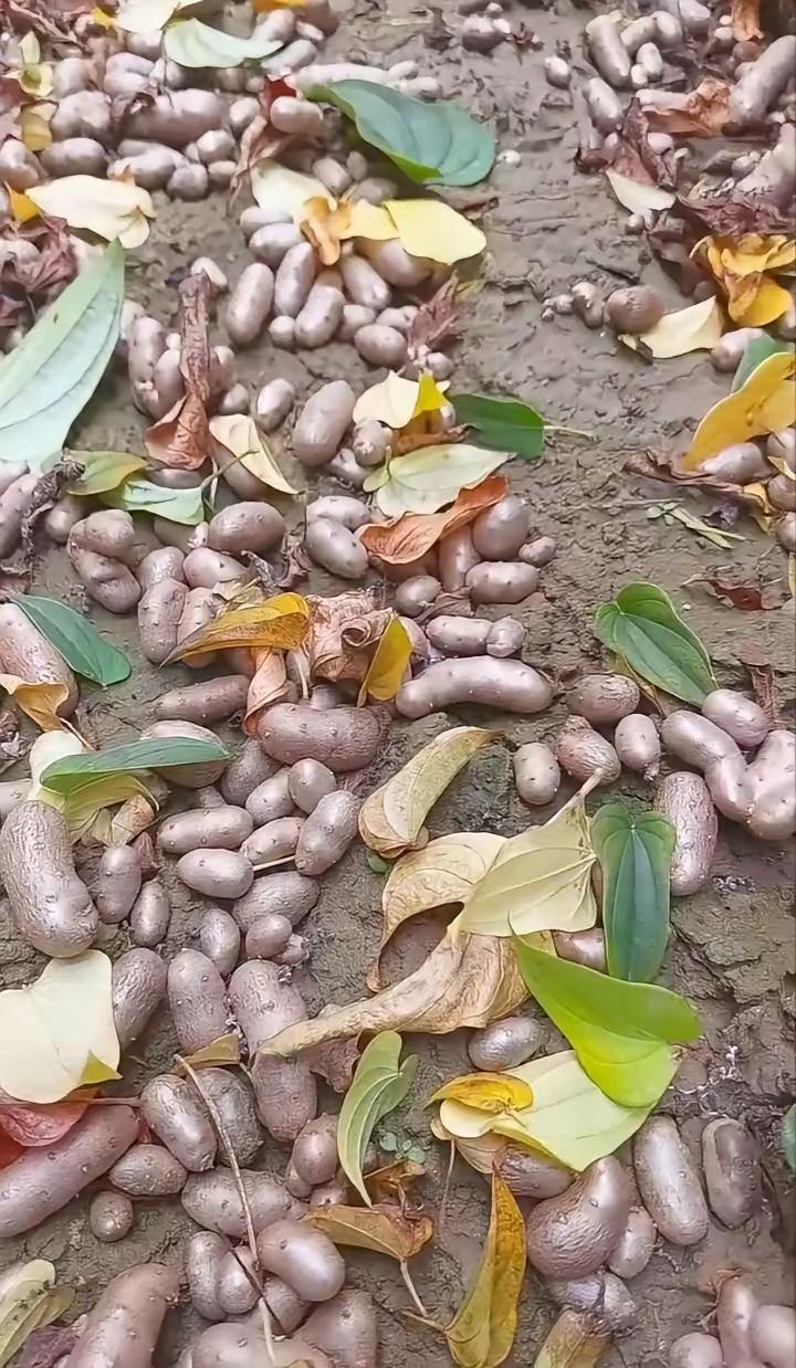 山脚下捡回来的，小时候吃过。叫啥名字忘记了，回家蒸着吃。