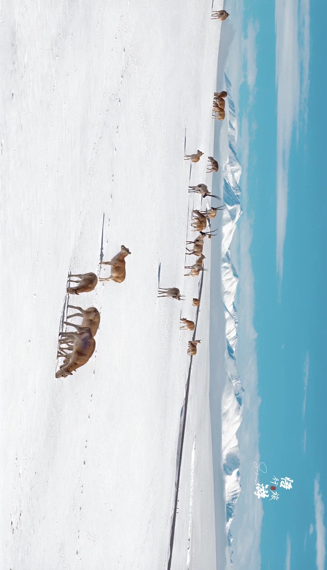 雪后西藏封神～天上阿里藏西秘境自驾探索编辑部西藏旅游西藏阿里旅游珠