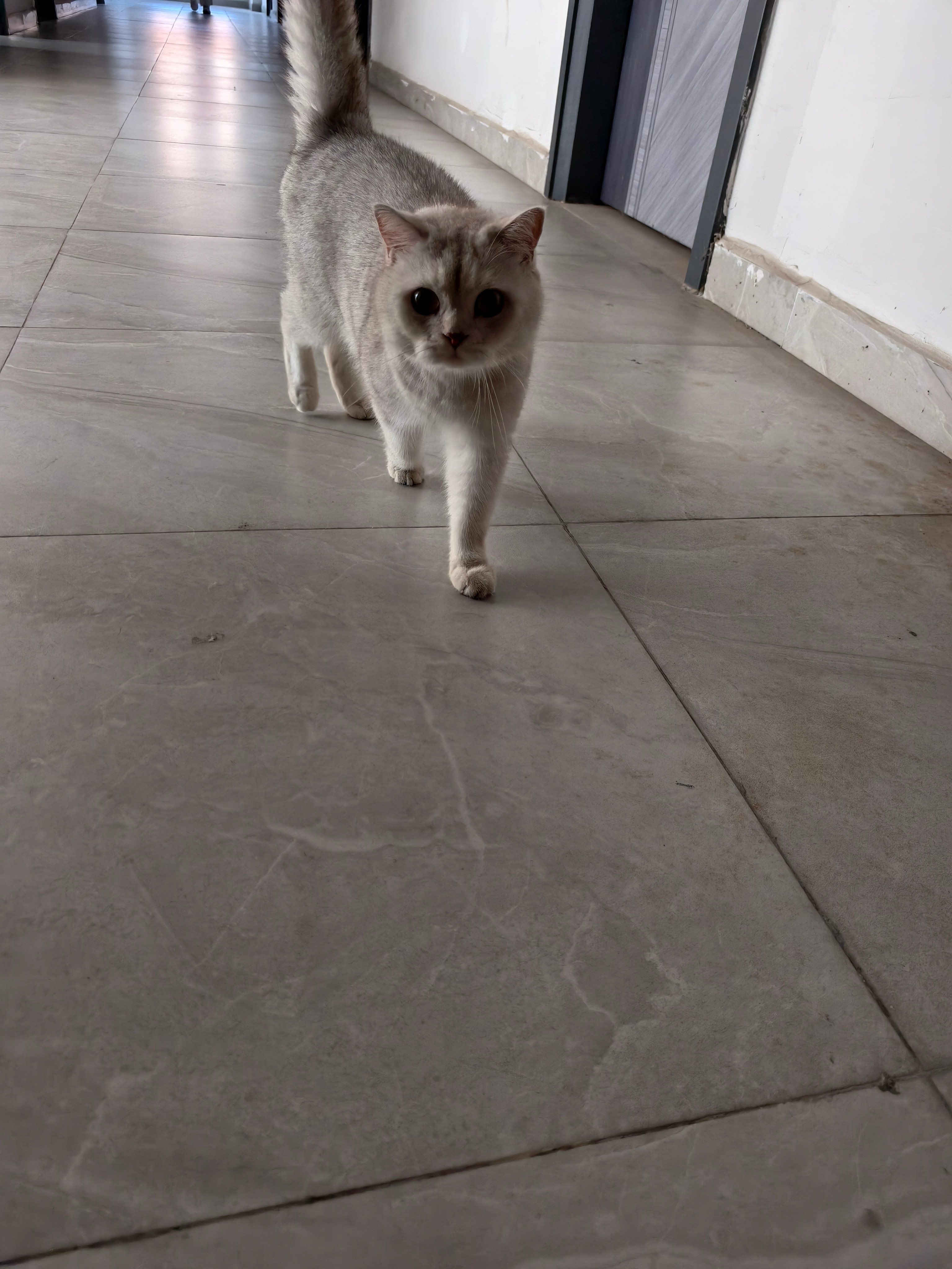 一大早就开始撸猫，这只猫咪是姑父侄女养的，后来留学去了，就养在了工厂宿舍里，每天