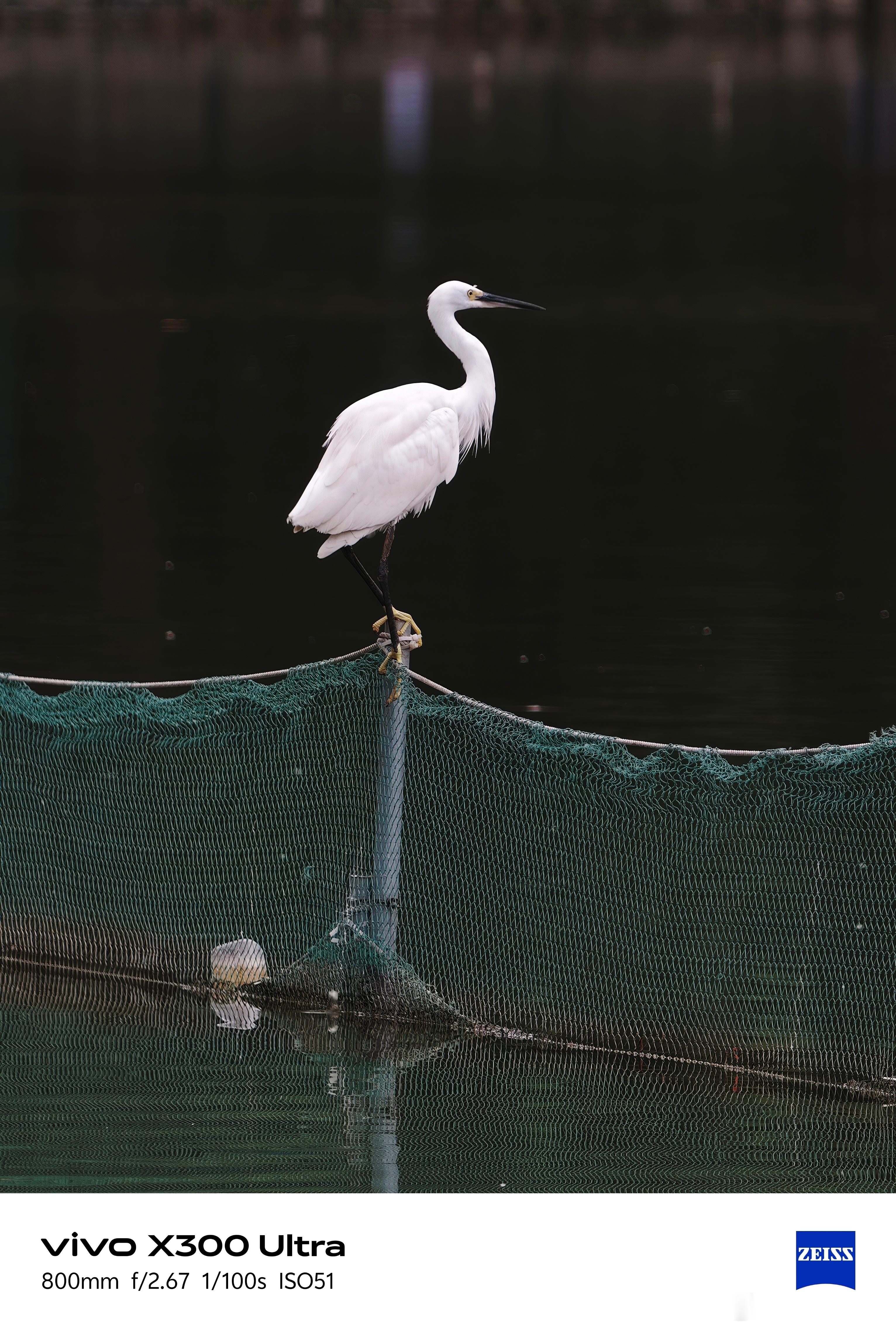 vivoX300Ultra+400mm蔡司增距镜G2Ultra真是拍鸟利器