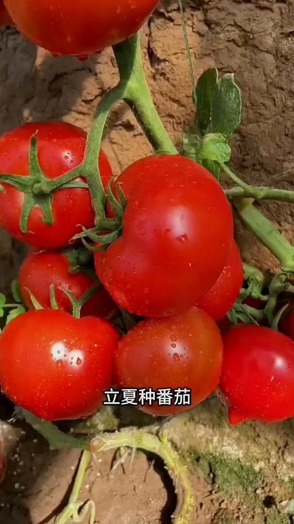 种菜口诀。不管种不种地，你都应该知道的一些基本种菜时间和技巧。·立春种豆角。