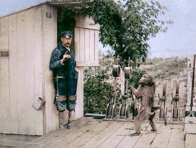 一只名叫杰克的狒狒曾于1881年至1890年间在南非铁路公司担任信号员，日薪20