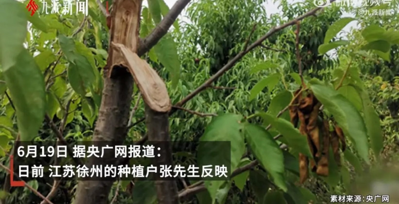 江苏徐州又遭桃子零元购，5万多斤桃子被附近村民哄抢一空，报警后还没有处理结果。