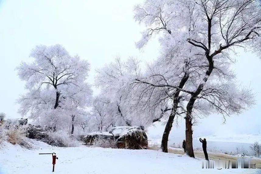 新年伊始的第一天就碰上了冰雪世界的祥瑞——雾凇！冬日枝头凝结的冰晶，常被称为