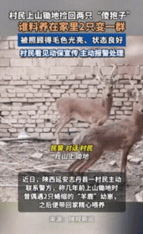 “长期饭票没了！”，陕西一村民上山锄地时，竟将两只“傻狍子”带回家精心喂养，谁料