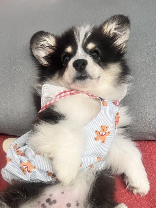 小奶狗莓铃的一些日常的随手拍