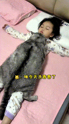 这个视频我看了好几遍，他家这只猫养得实在太胖太大了。洗完澡非要趴在小姑娘身上睡觉