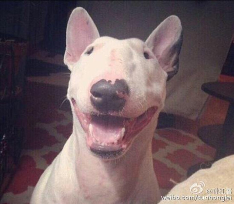 孙红雷晒牛头梗照迷人小眼睛抢镜