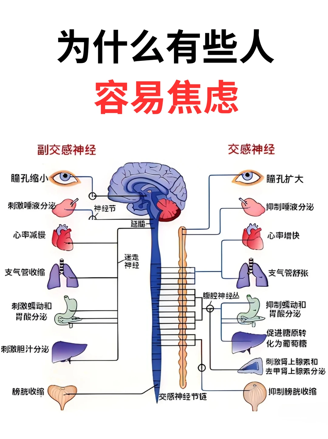 别怪自己想太多，焦虑的真相是自主神经失控
