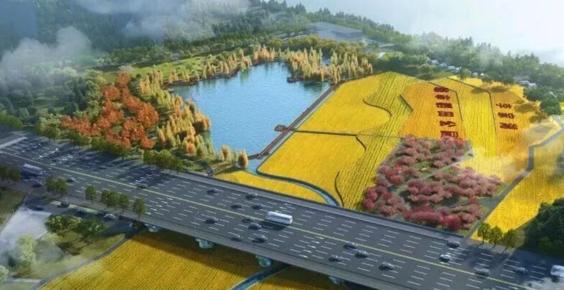 好消息！长沙望城区今年将一口气新建两座风格迥异的公园：一座是藏着诗意的“城市稻田