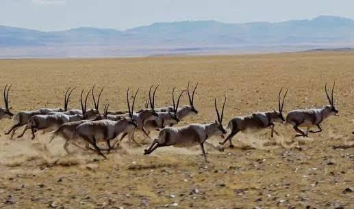 西藏保护了20年藏羚羊，现在全国数量已超30万，为何仍然是保护动物？生活在高原附