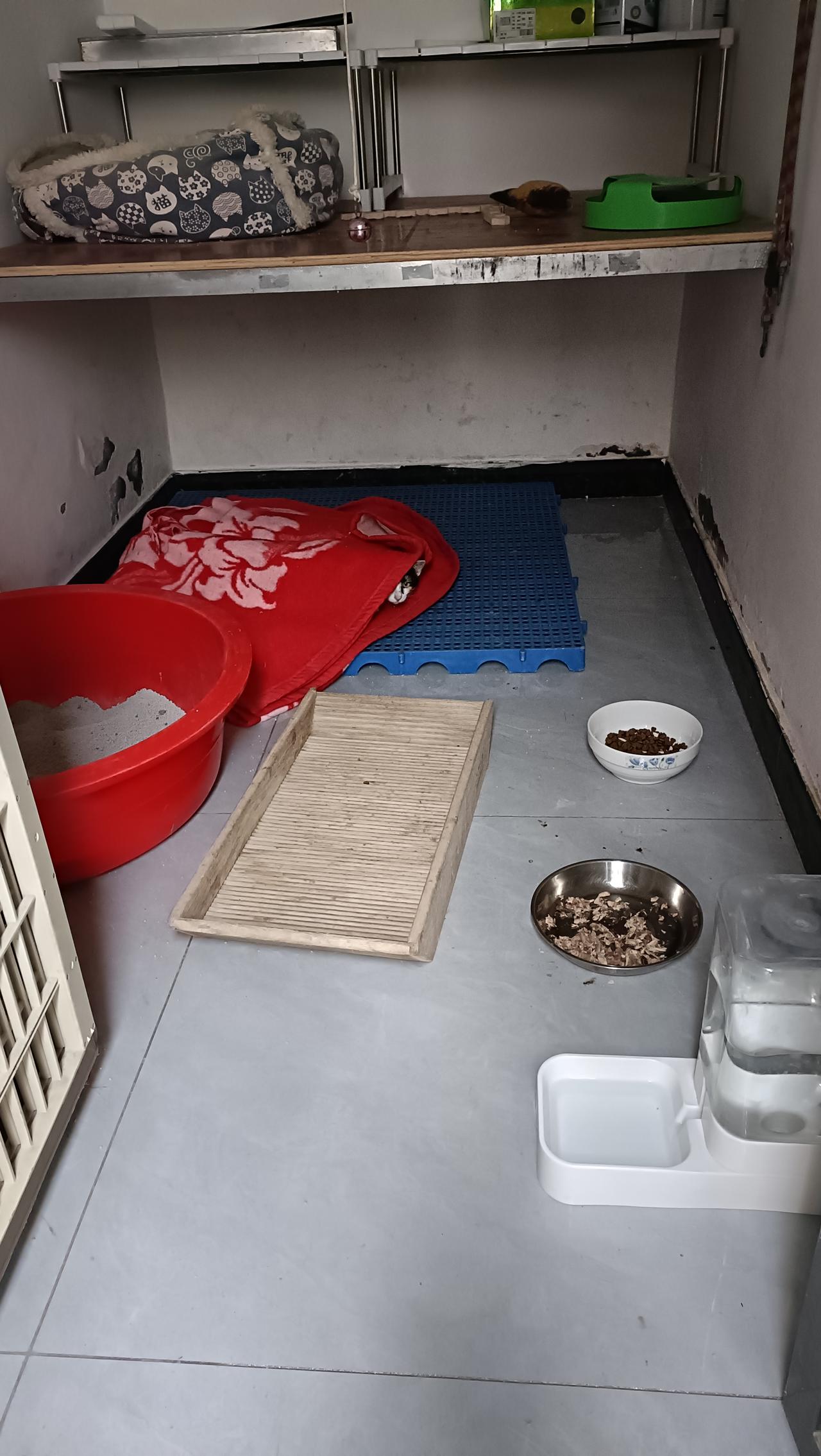 我打开了自由之门，可小三花和小彩狸却被院子里的四只狗吓到了，它们钻进垫子里，想着