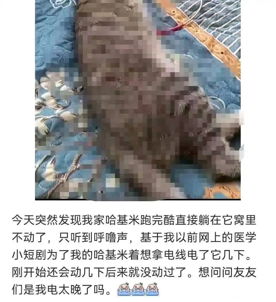 爱猫人都是从十八层上来的吧​​​