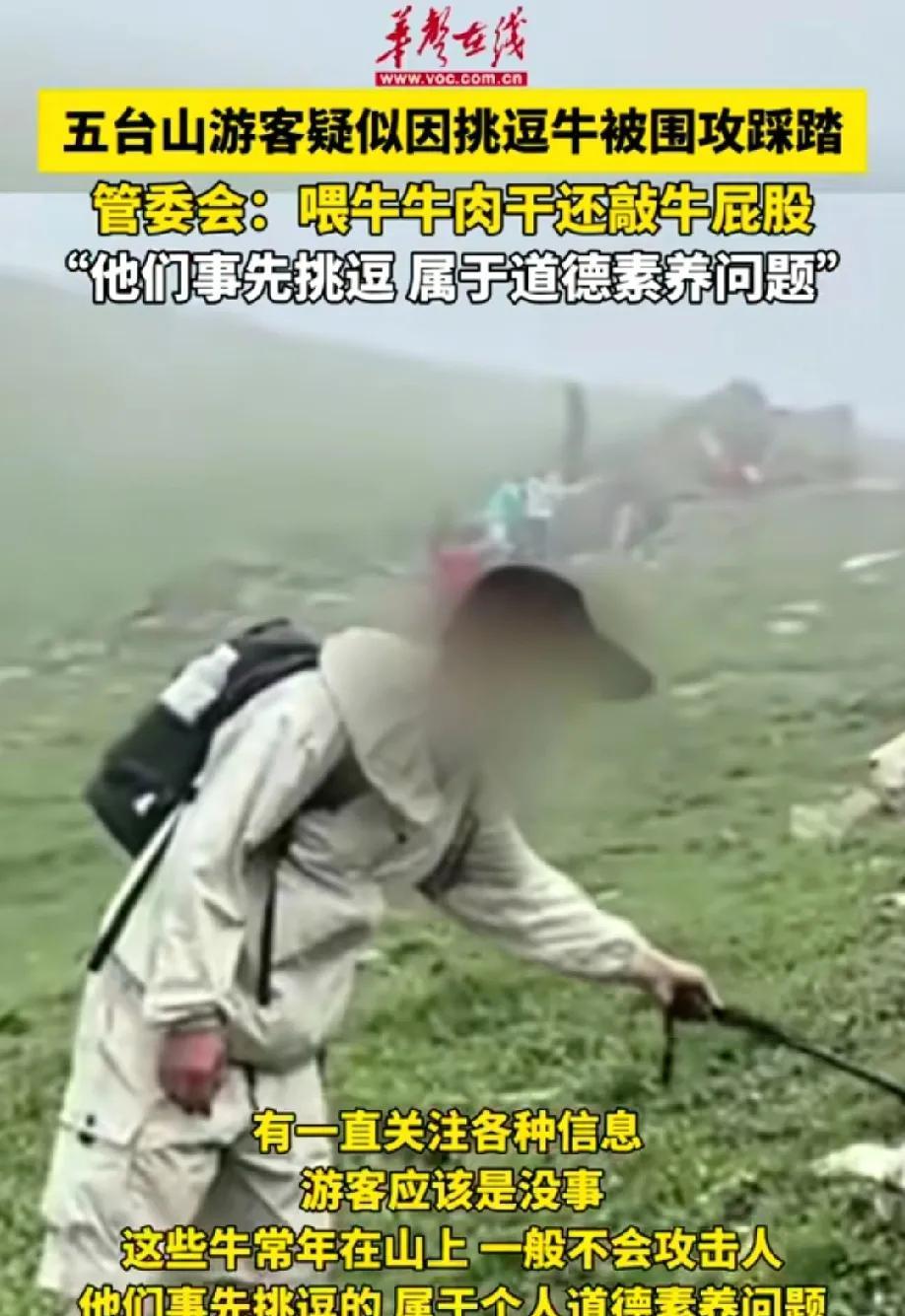 这人是吃太饱了！山西五台山景区，一群自称高等动物的游客拿着牛肉干去喂牛，还用登