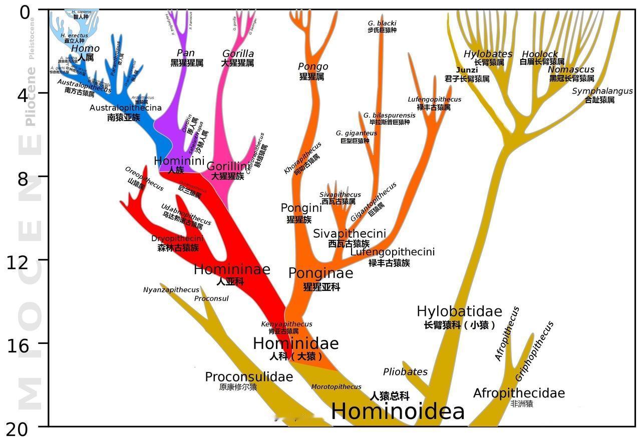 人类真是非洲起源的吗？生物学上，人猿总科属于灵长目简鼻亚目，均没有尾巴，脑较为发