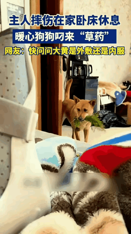 万物有灵，浙江，一男子摔伤在家养伤，家里的狗狗见主人卧床不起，竟从外面叼了一捆野