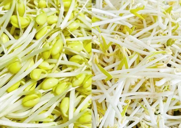 这10种菜发芽，如果遇到了有的千万不能吃，但是有的是能吃的1，白菜发芽——随便