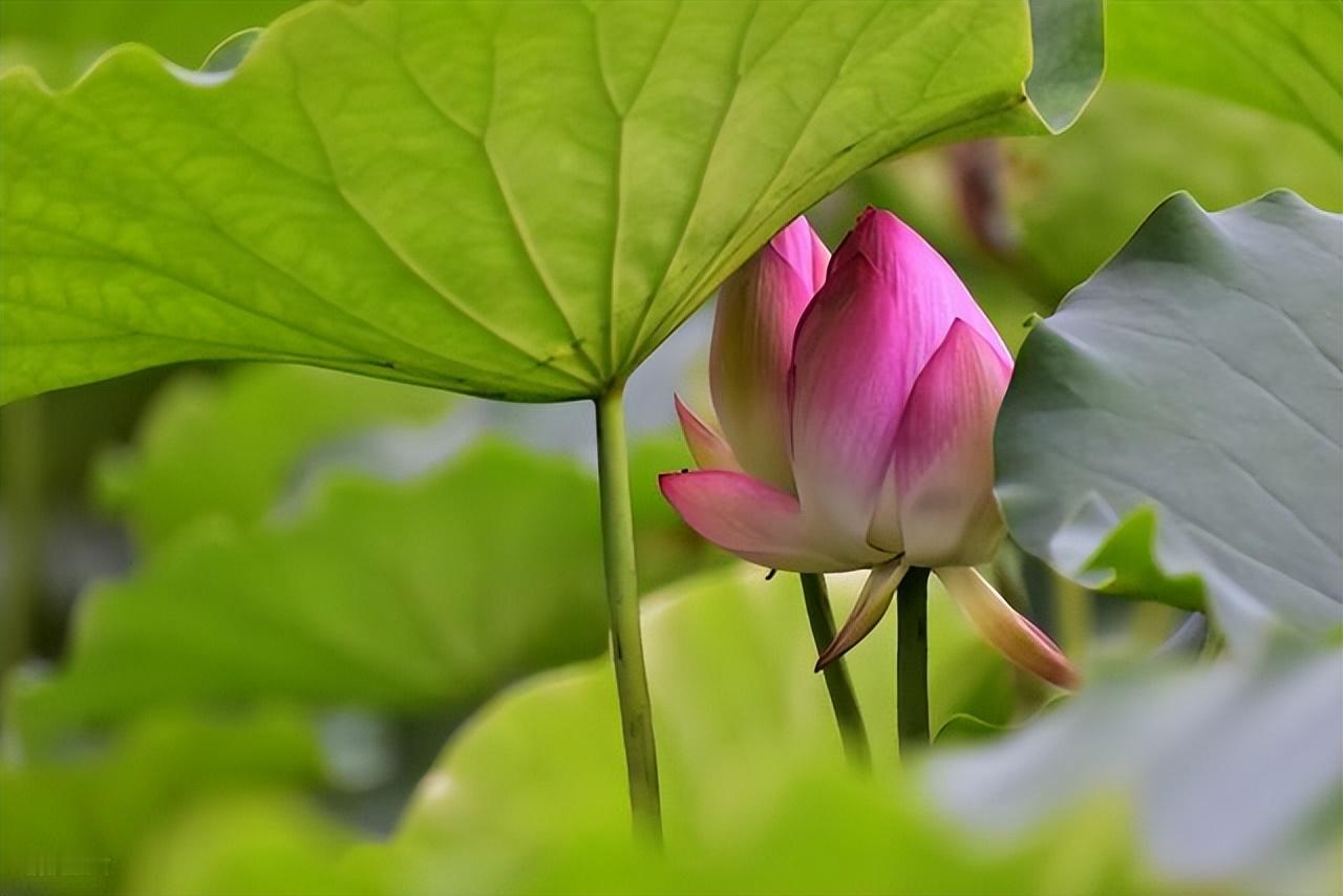 别总因为迁就别人就委屈自己，这个世界没几个人值得你总弯腰。弯腰的时间久了，只会让