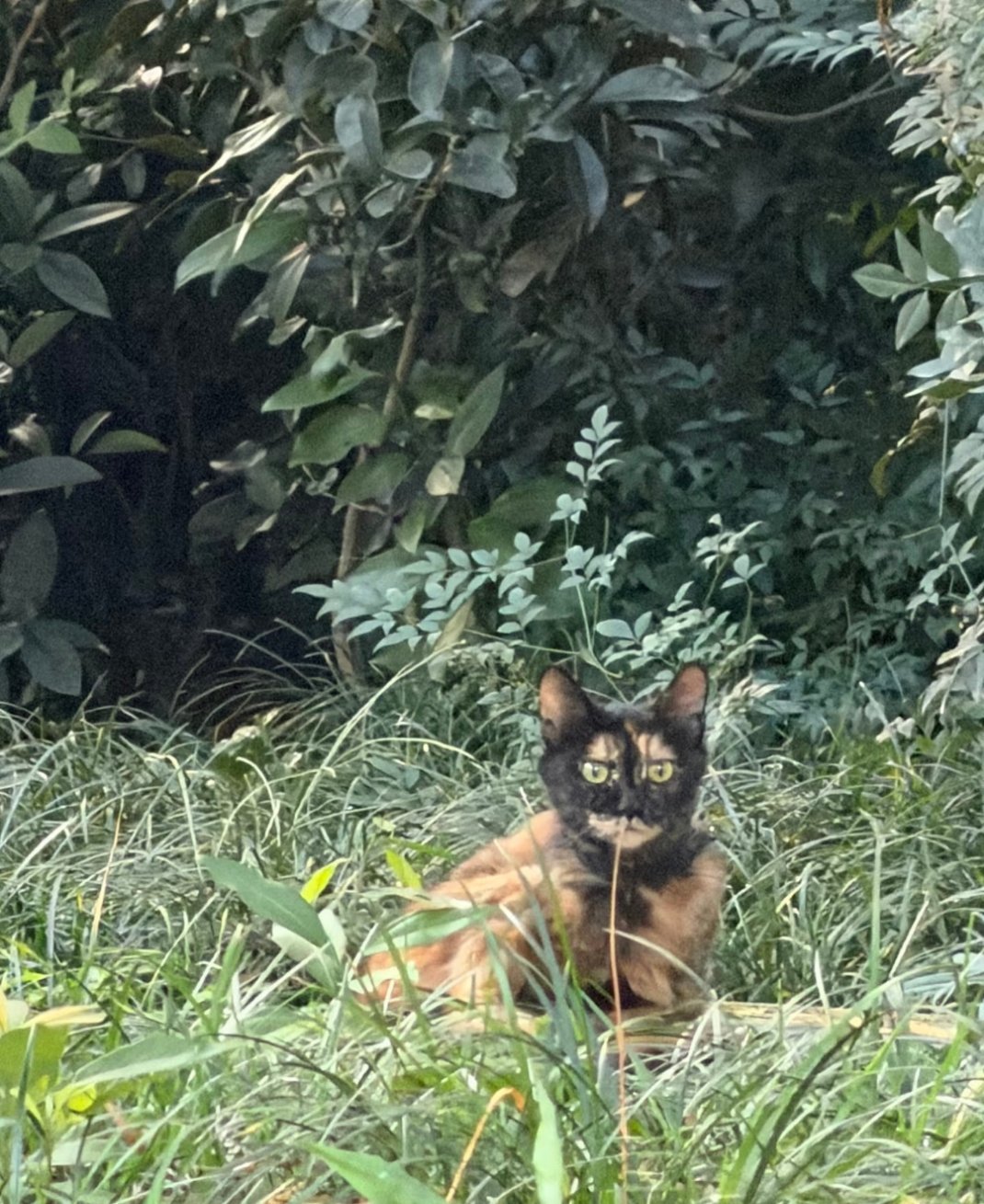 这只猫真的丑吗？跟同事下班看见一只猫以为是一只木头桩结果相机一放大一起惊呼
