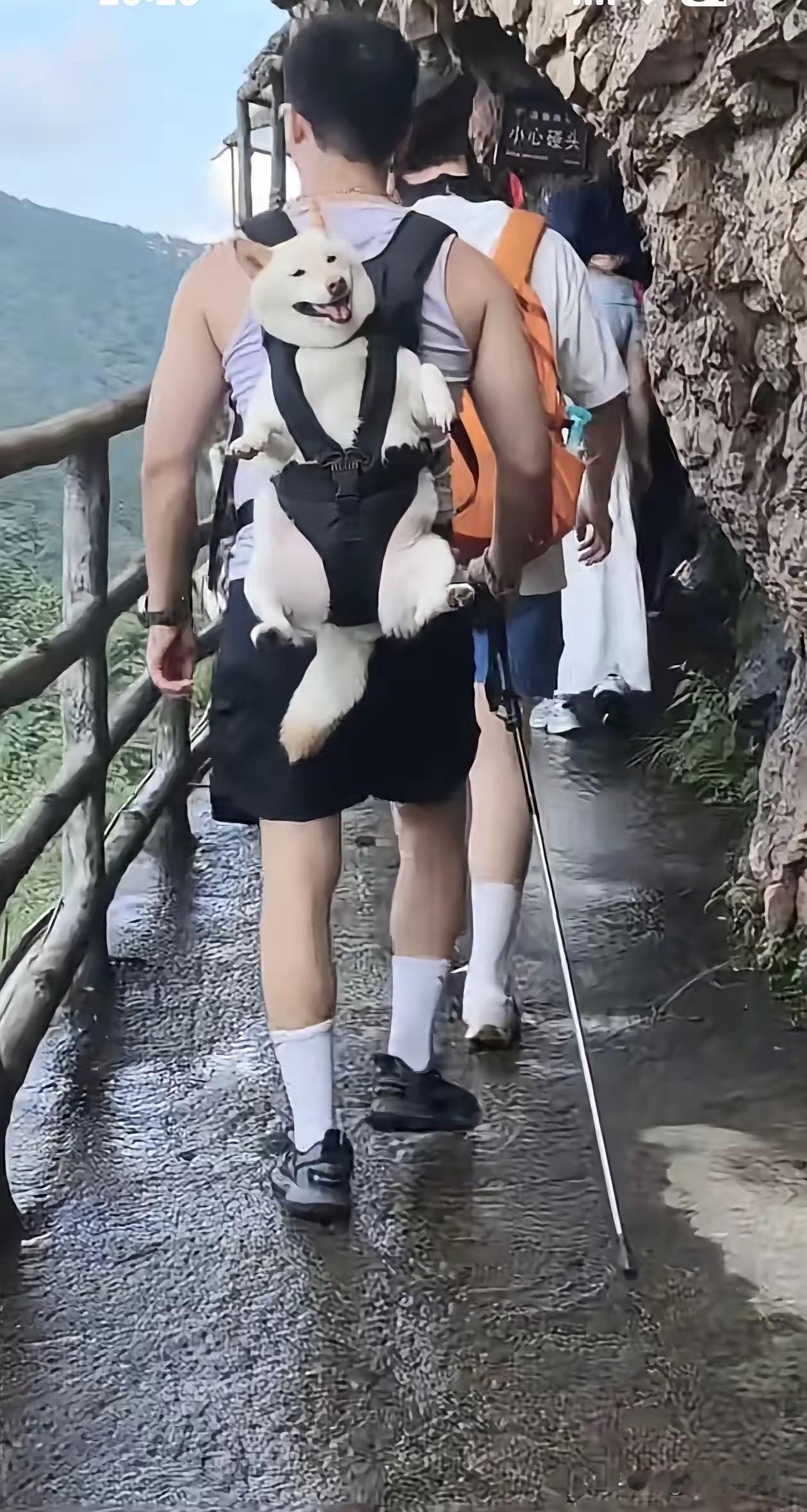 把狗狗放下来，它自己走不行吗？