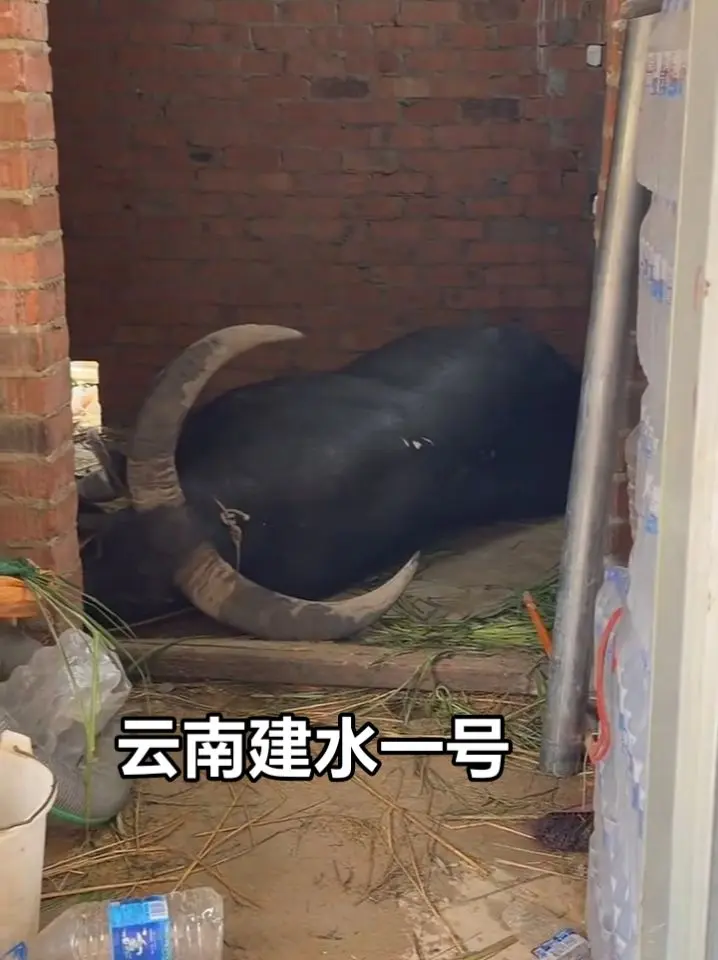 一个大牛头