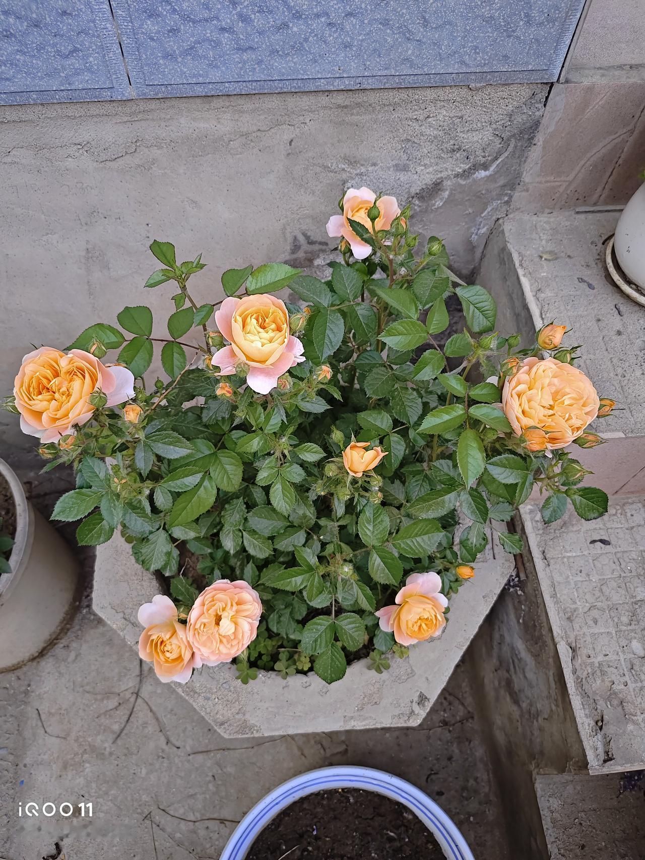 前年买来一盆果汁阳台，冬季重剪后，来年春季长出来好多新芽，然后进行了分盆，让一盆