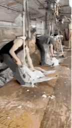 绵羊：我的头发不长啊。