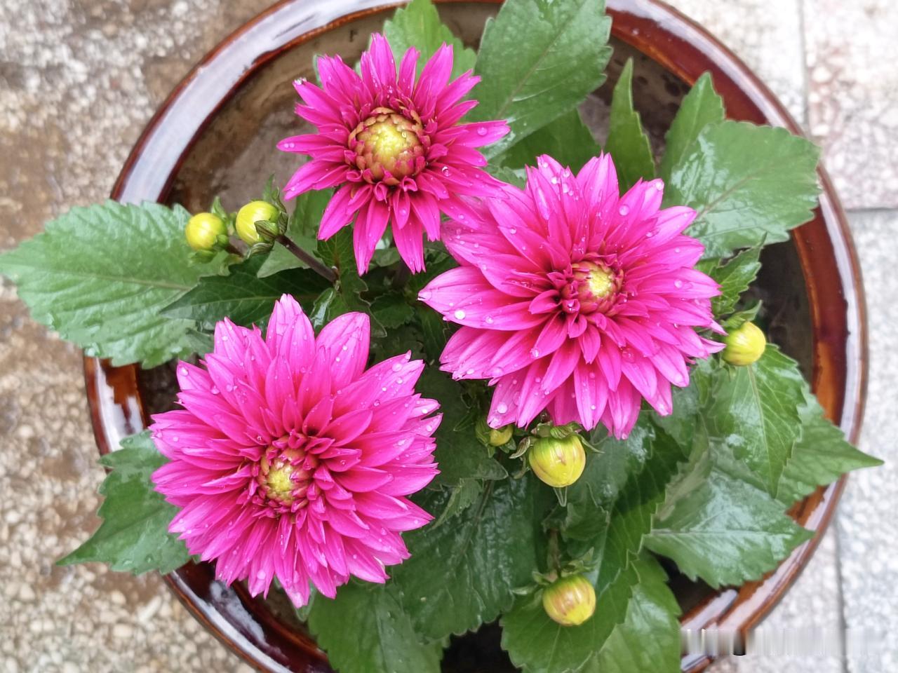 庭院有花：大丽花这是刚栽好的“大丽花”，也常被叫做小丽花，是矮生盆栽品种，属于