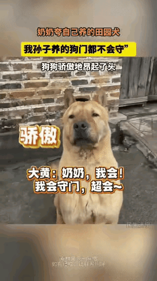 奶奶站在院子里，对着三只狗一顿“拉踩”：“我孙子养的这两只，啥用没有，连门都不