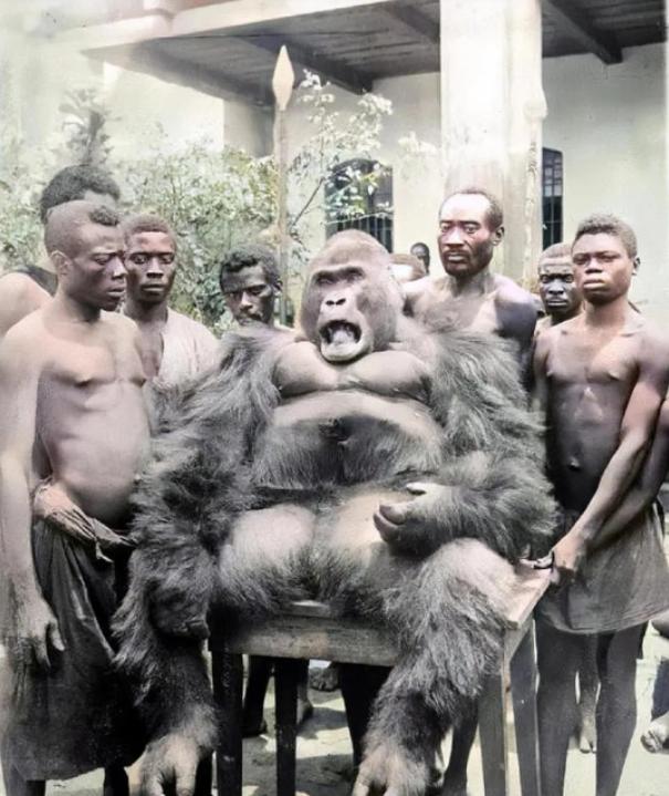 1932年，在非洲刚果某个部落，一群黑人捕捉了一只体型庞大的黑猩猩。部落勇士