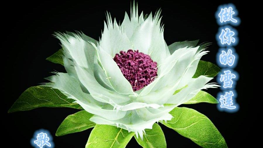 做你的雪莲图片