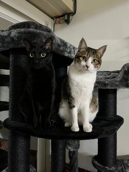 主人帮2只猫拍照，一只很清晰，可另外一只却看到眼睛！by/FB/歐瑪麻​​​