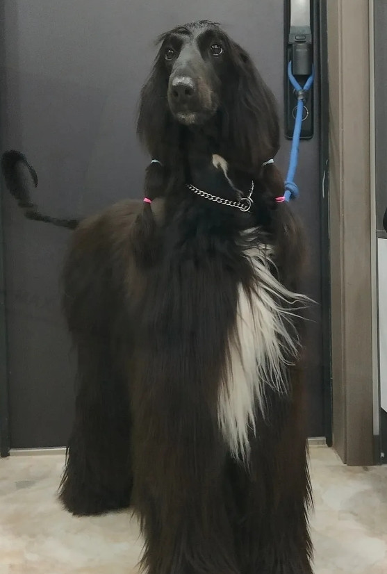 这是什么犬种？今天在电梯，遇到一只这种狗，当时不知道是什么品种就随便逗了一下，主