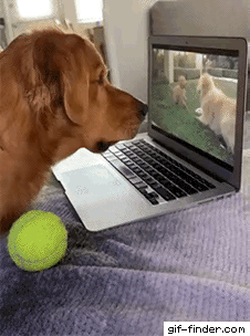 一开始还趴在那儿蔫蔫的，耳朵都耷拉着，直到屏幕里传出妈妈的声音——好家伙，瞬间像